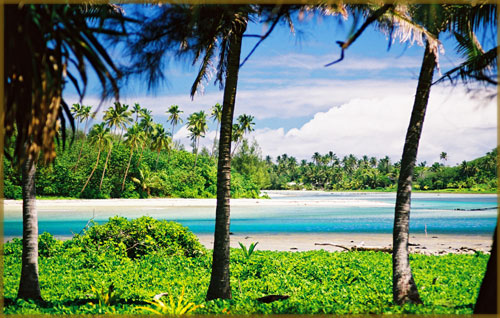 Coconut grove beside the beach